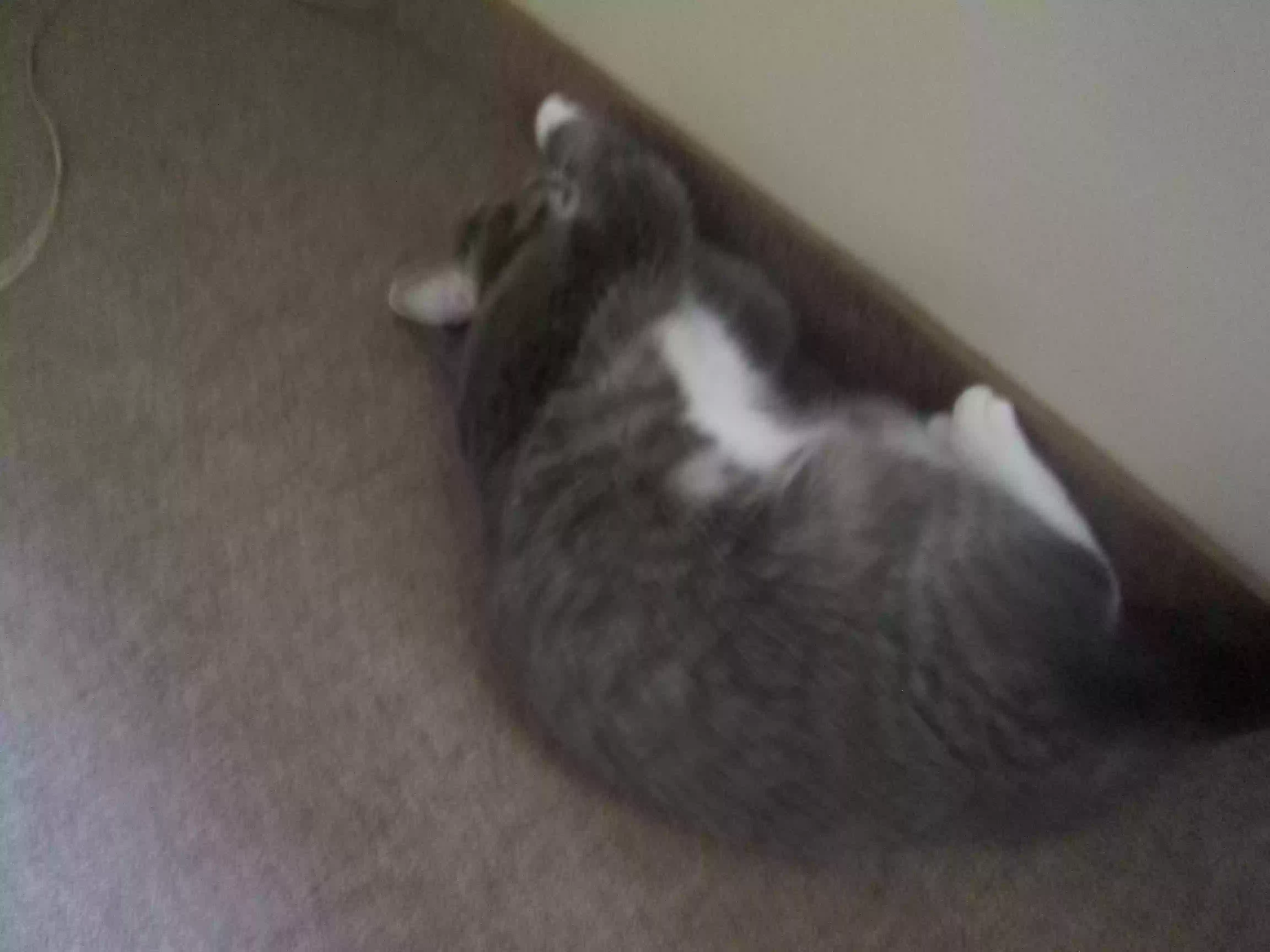 adoptable Cat in Cincinnati,OH named Carmelita